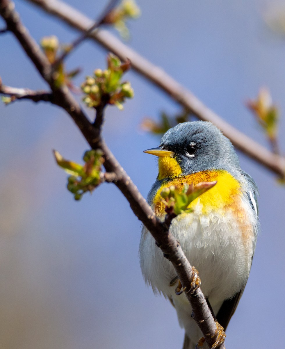 Northern Parula - Laurent Bédard