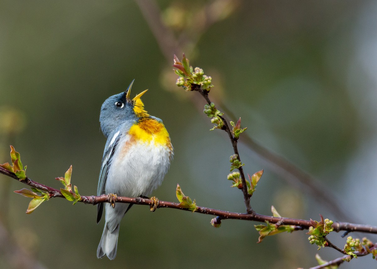 Northern Parula - Laurent Bédard