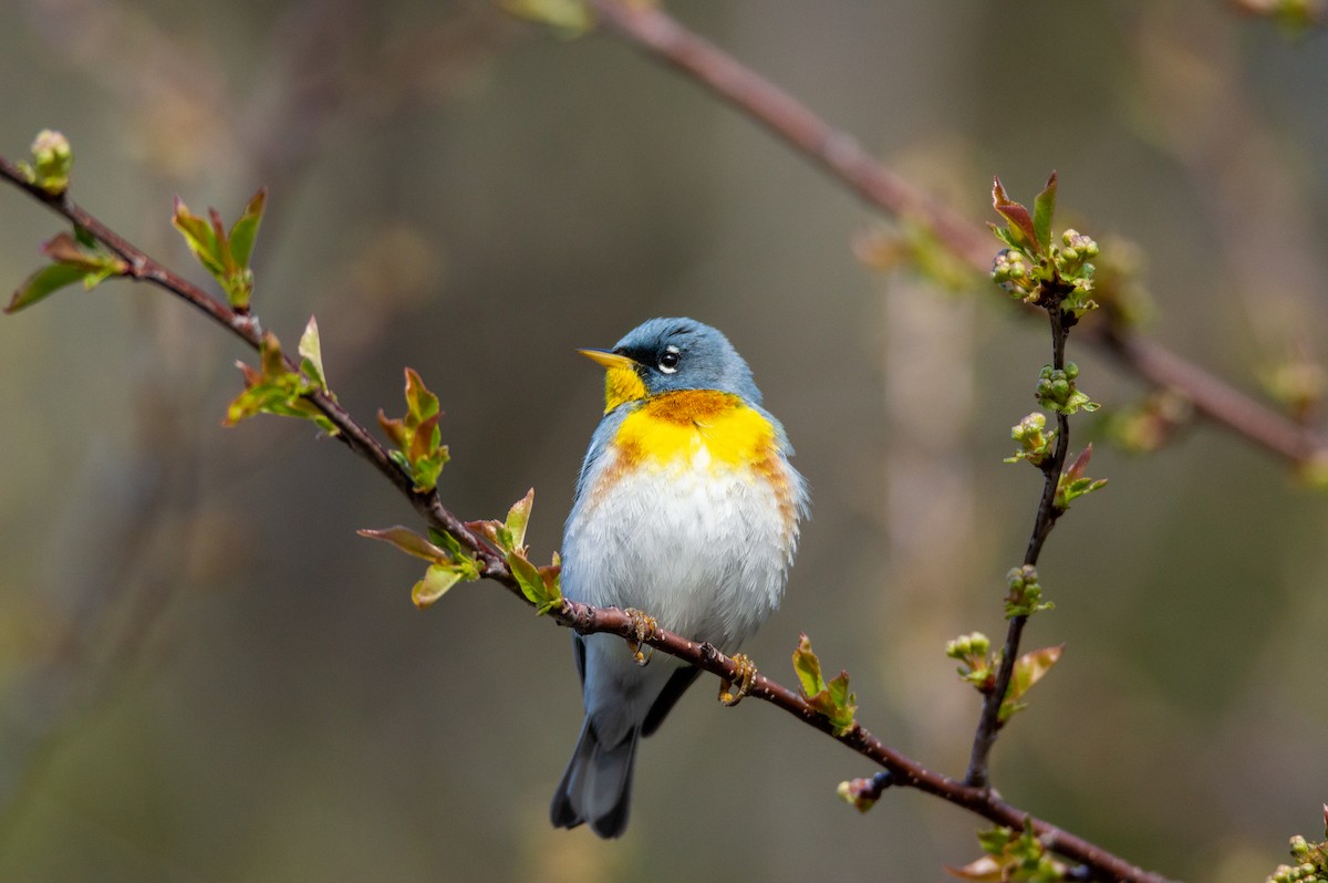 Northern Parula - Laurent Bédard