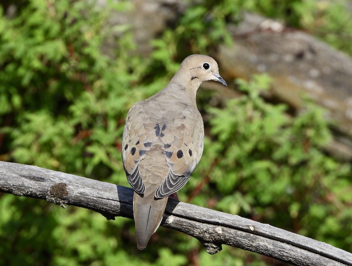 Mourning Dove - Nick Swan