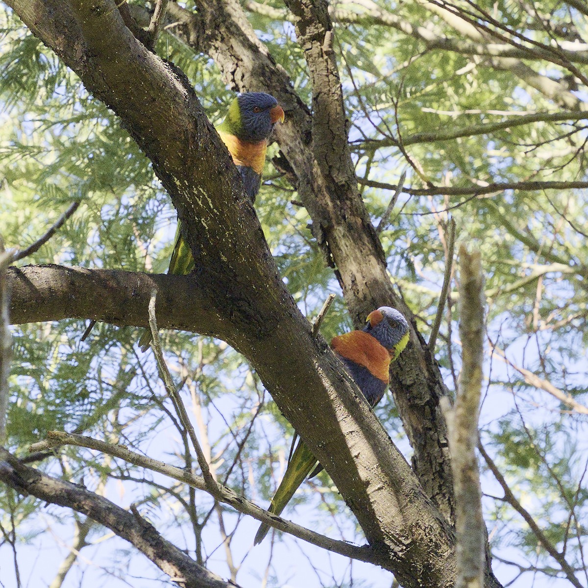 Rainbow Lorikeet - Thomas Jaeger