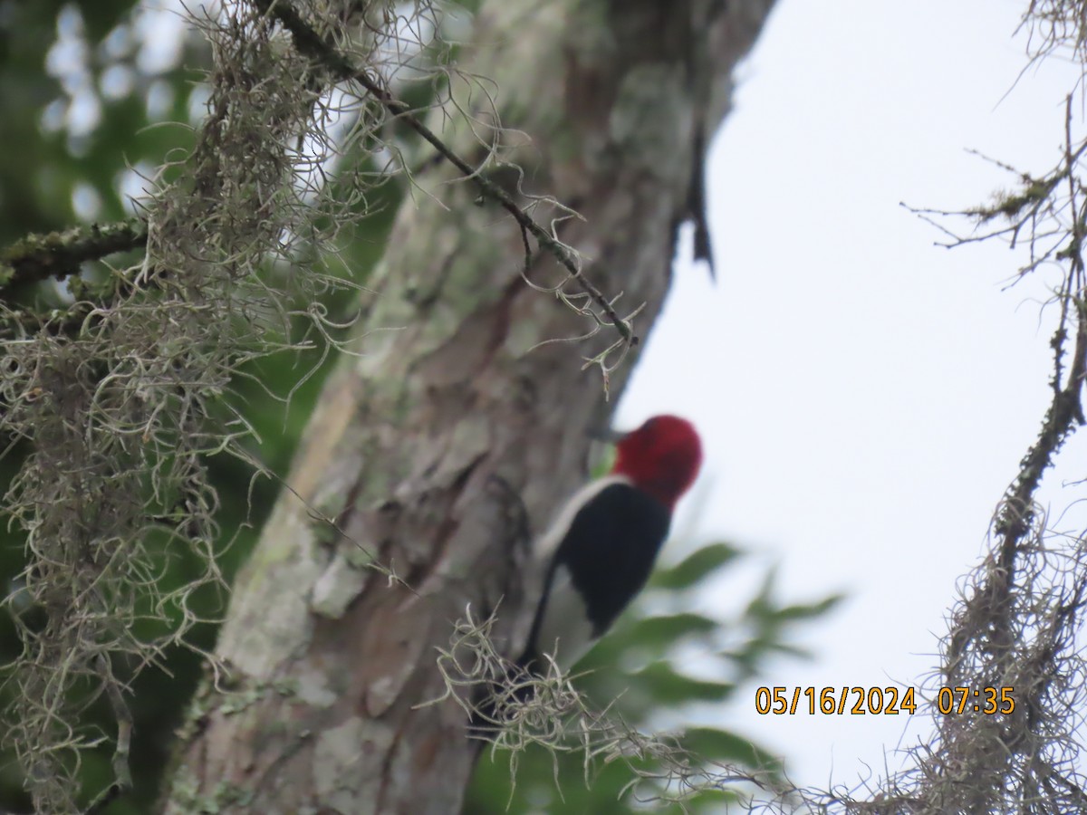 Red-headed Woodpecker - ML619162368
