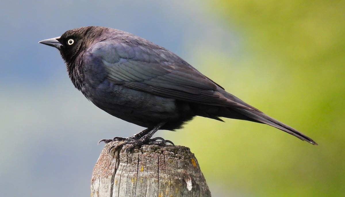 Brewer's Blackbird - ML619162383