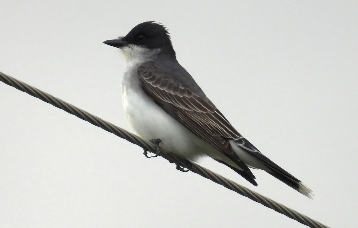 Eastern Kingbird - Scott Thomson