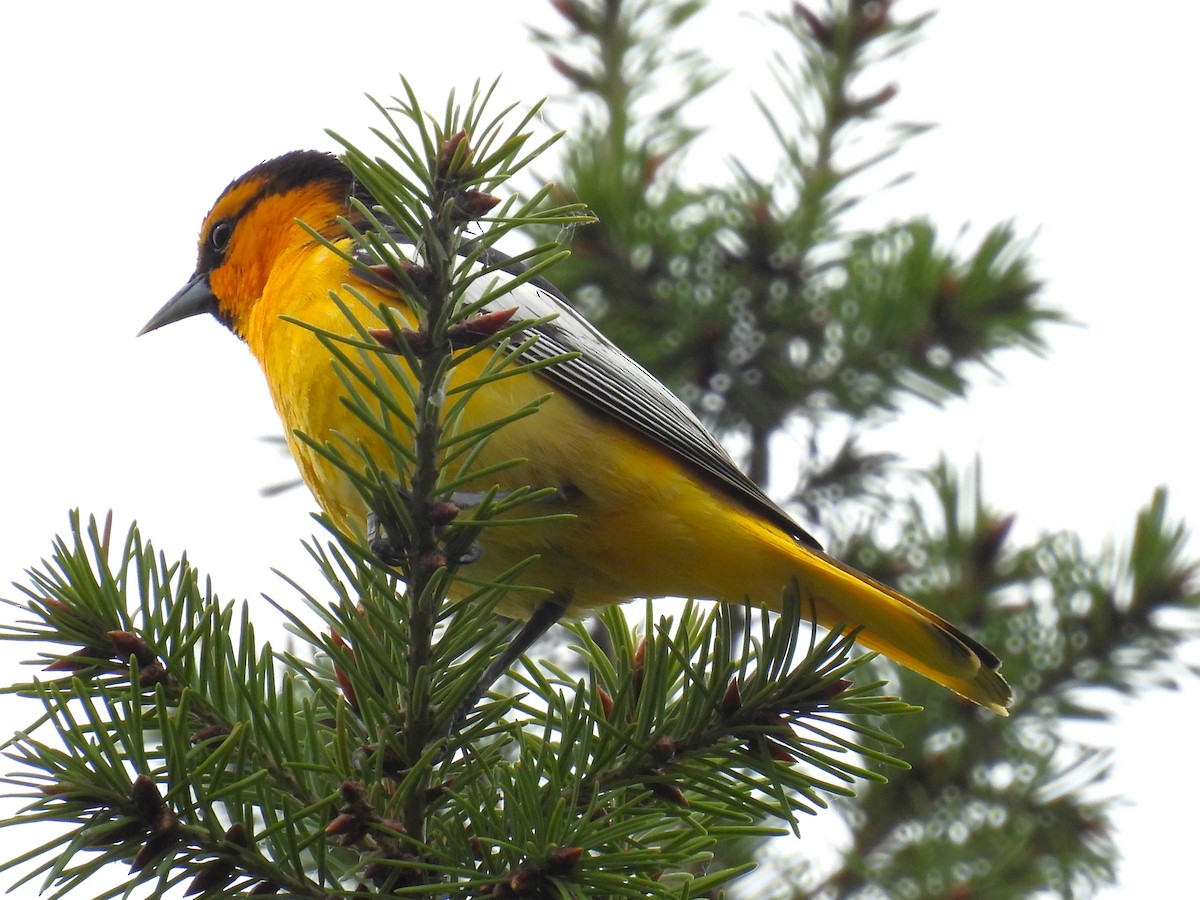 Bullock's Oriole - ML619162387