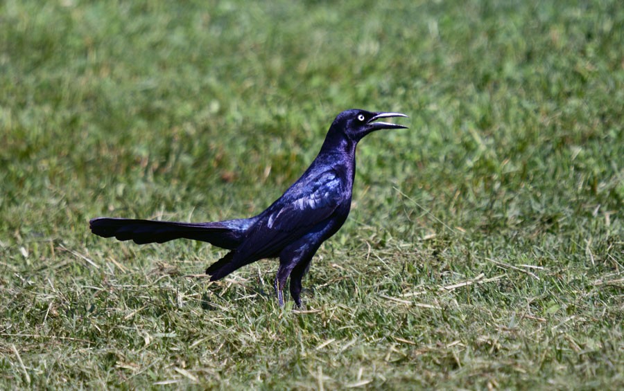 Great-tailed Grackle - Red Slough WMA Survey