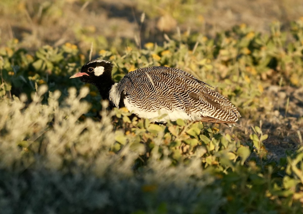 White-quilled Bustard - ML619162395