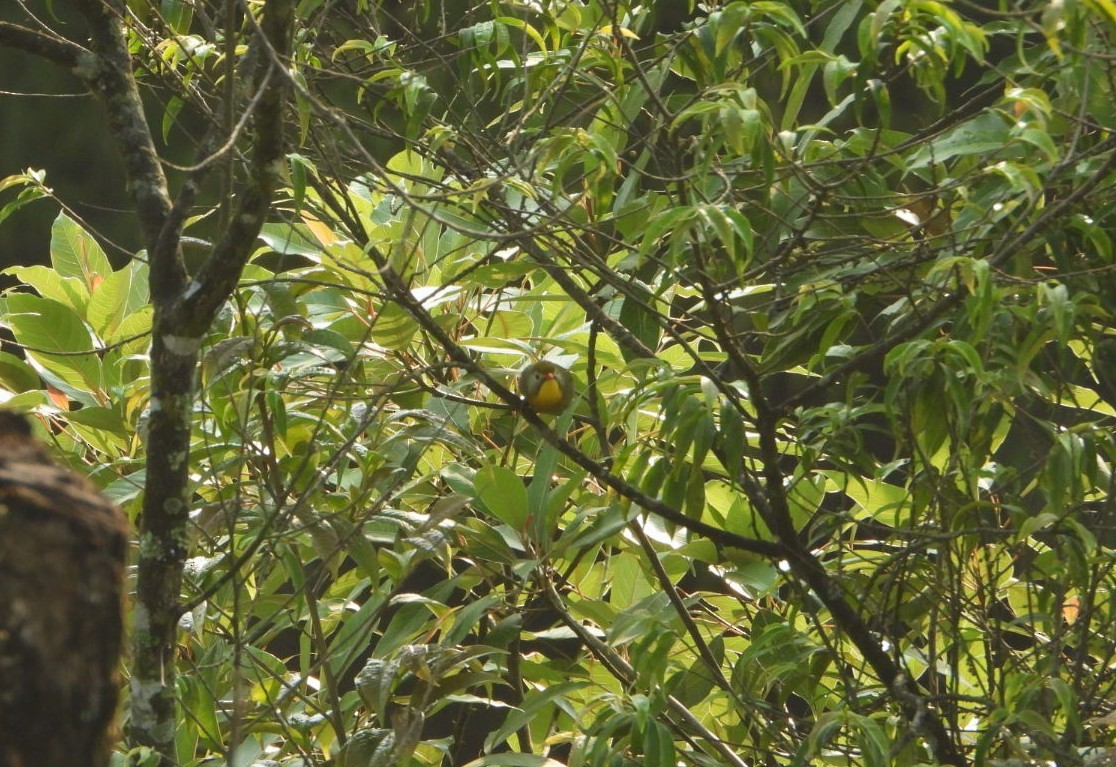 Red-billed Leiothrix - Chaiti Banerjee