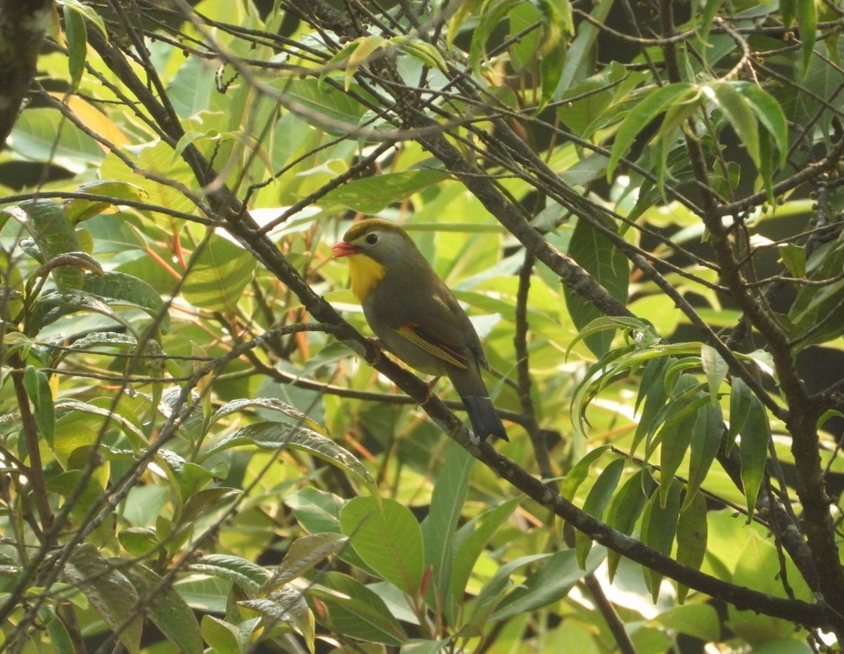 Red-billed Leiothrix - ML619162405