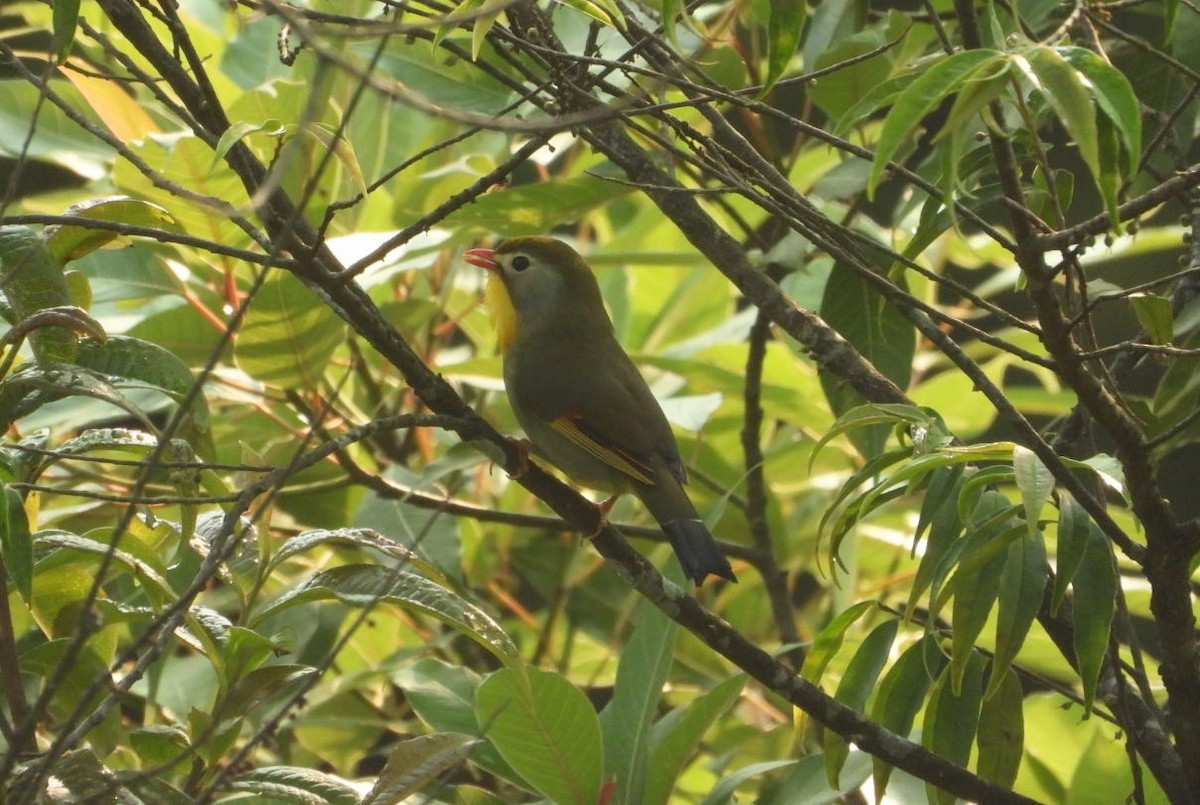 Red-billed Leiothrix - ML619162407