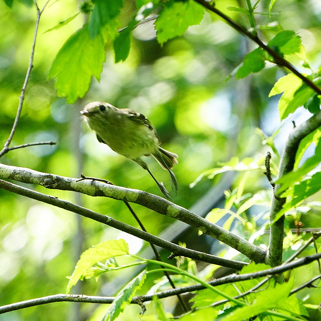 Vireo de Hutton - ML619162415