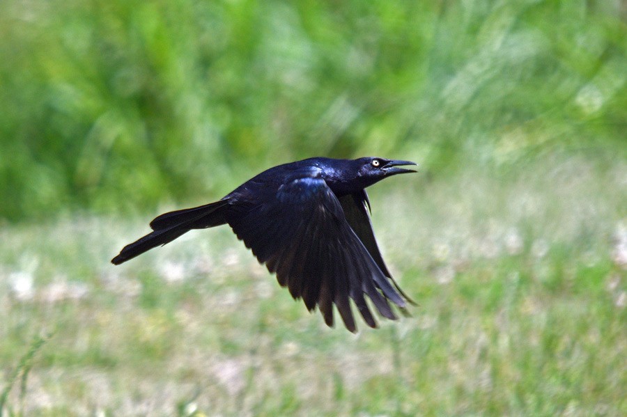 Great-tailed Grackle - Red Slough WMA Survey