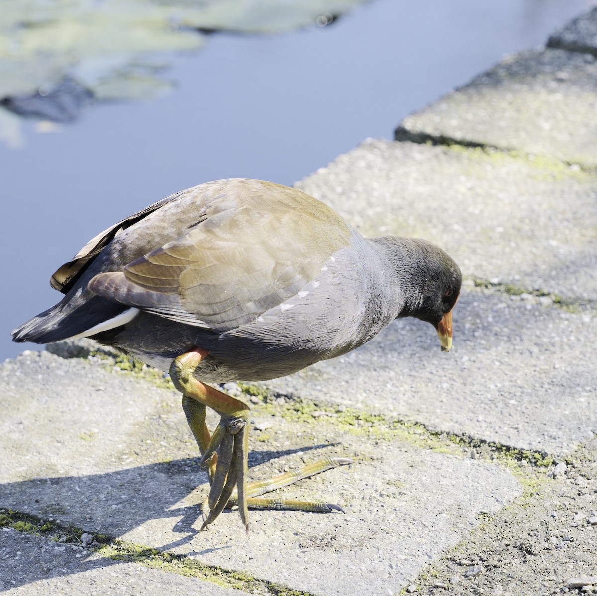 Dusky Moorhen - ML619162425