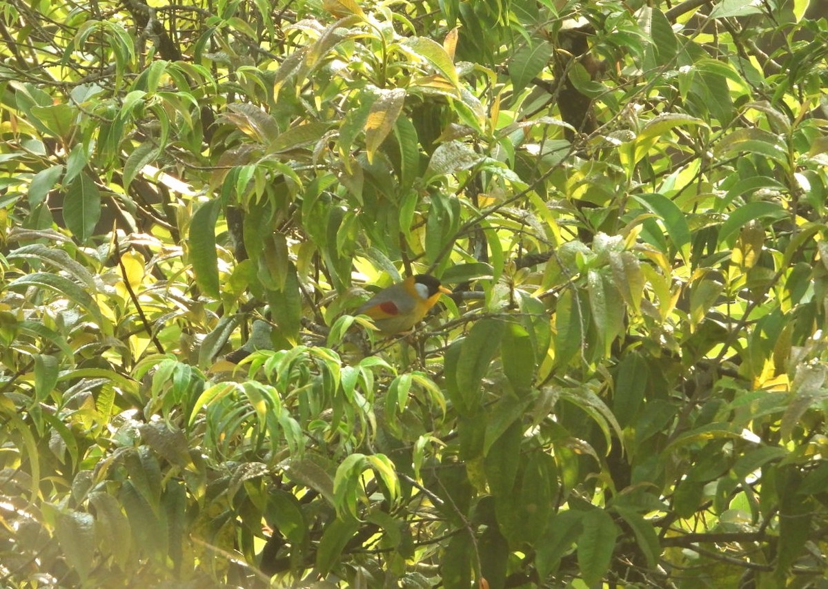 Silver-eared Mesia - Chaiti Banerjee