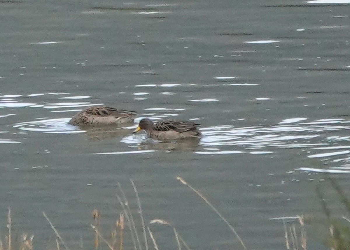 Yellow-billed Teal - Marcia Hawk