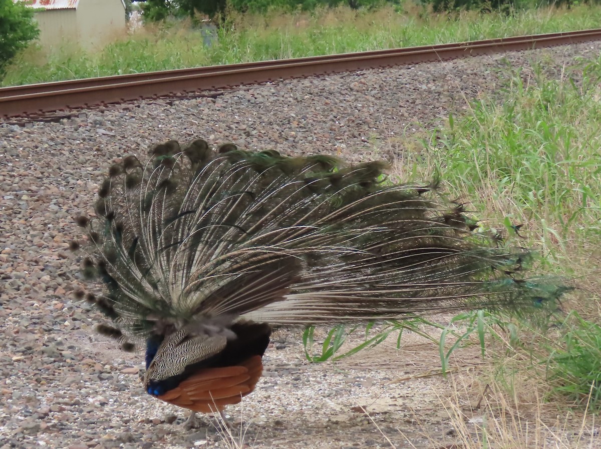 Indian Peafowl (Domestic type) - J Berner