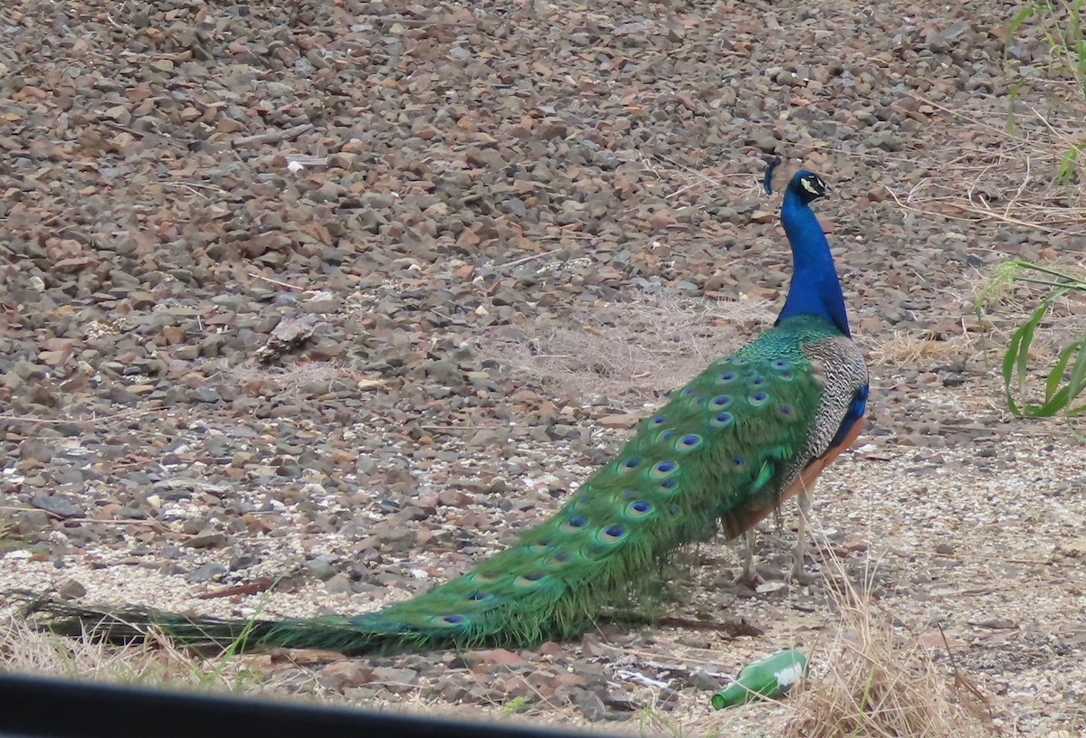 Indian Peafowl (Domestic type) - J Berner