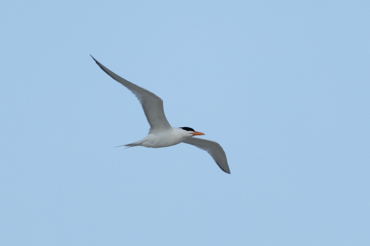 Common Tern - Tommy Mullen