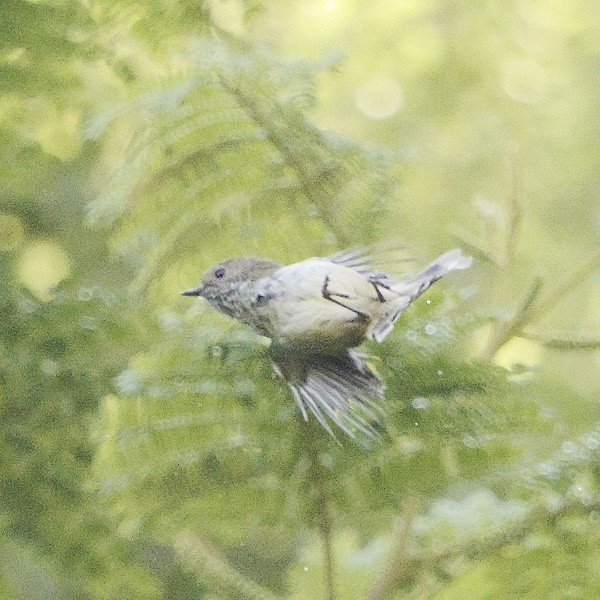 Brown Thornbill - Thomas Jaeger