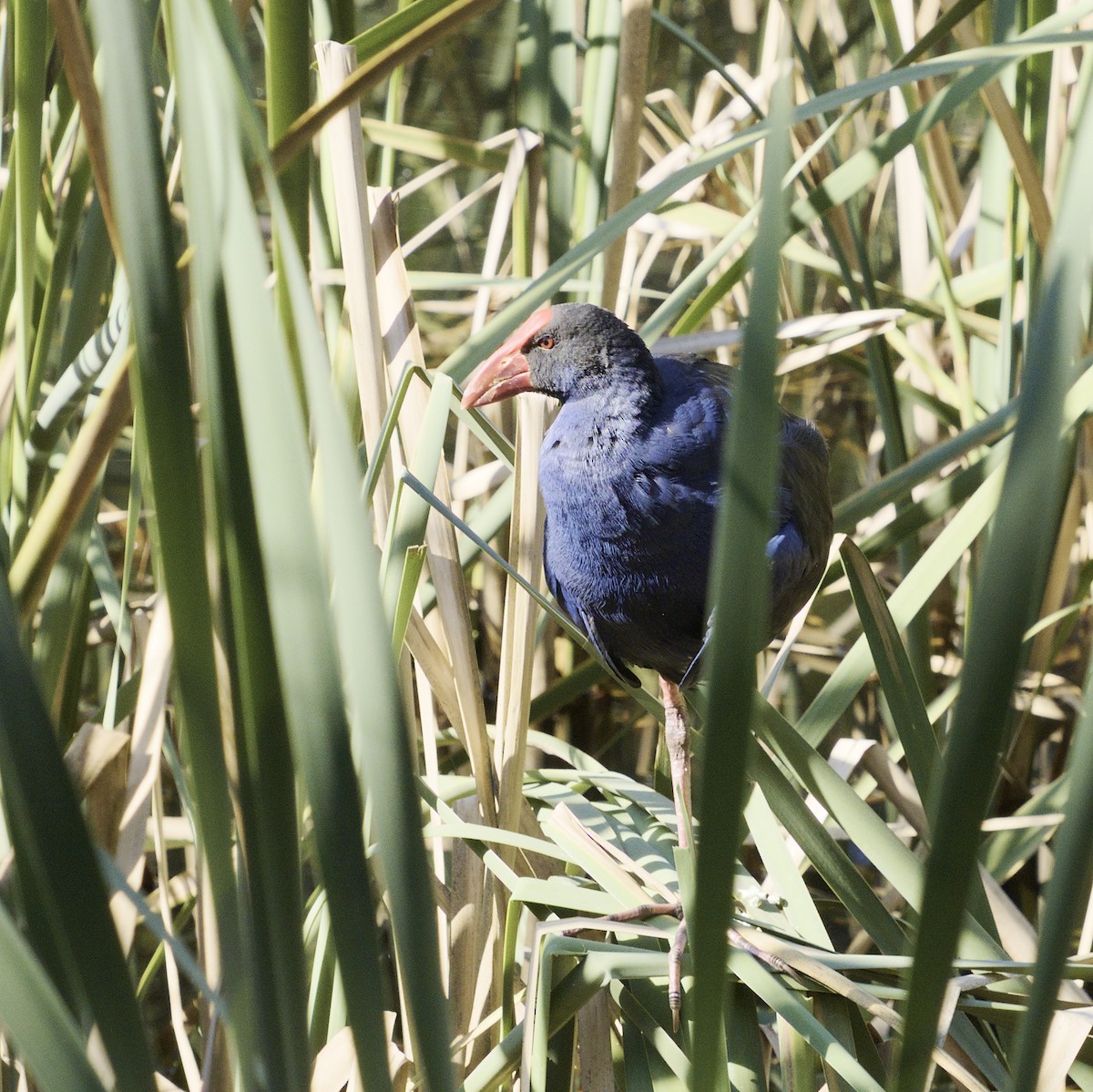 Australasian Swamphen - ML619162483