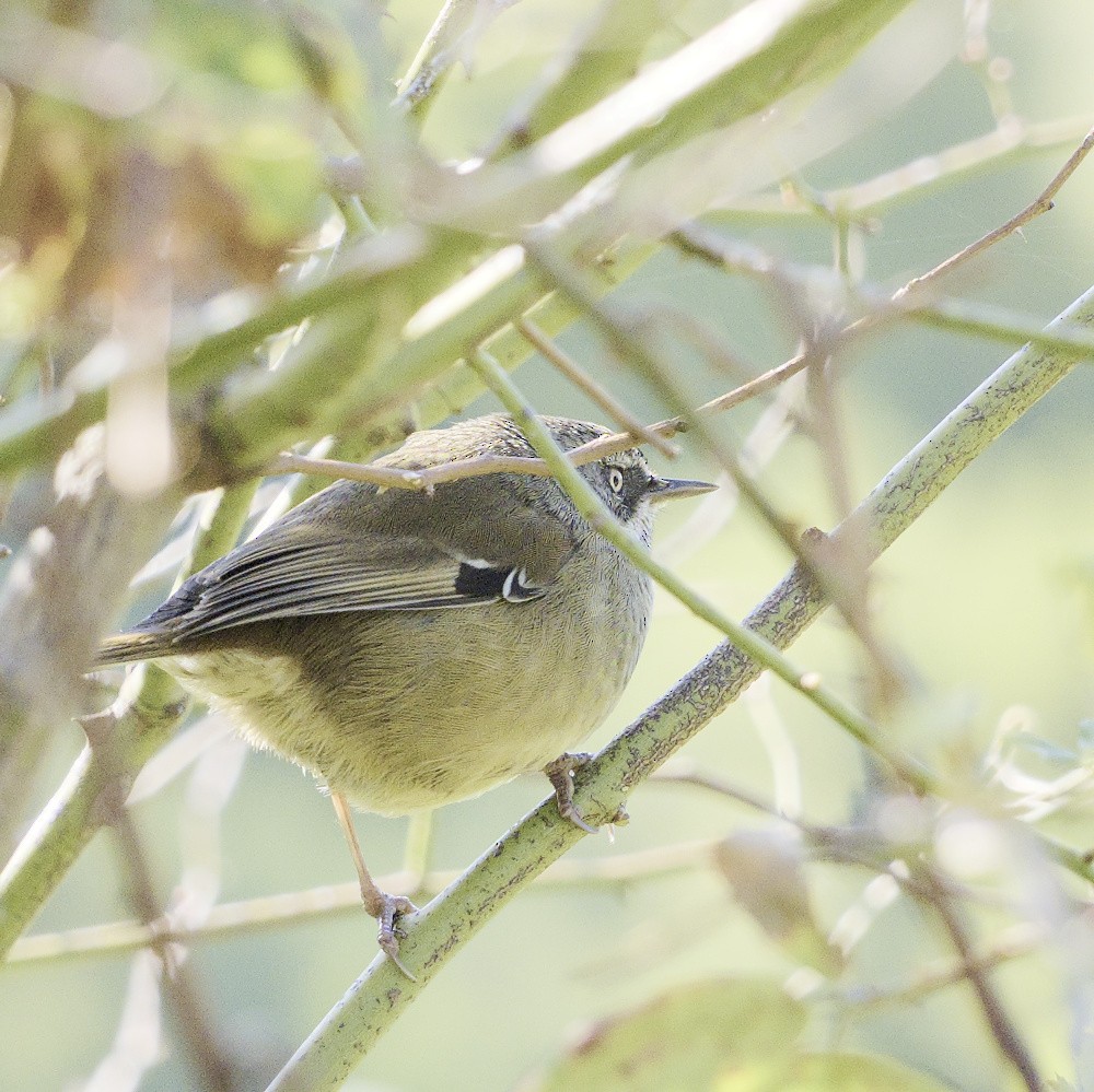 White-browed Scrubwren - Thomas Jaeger