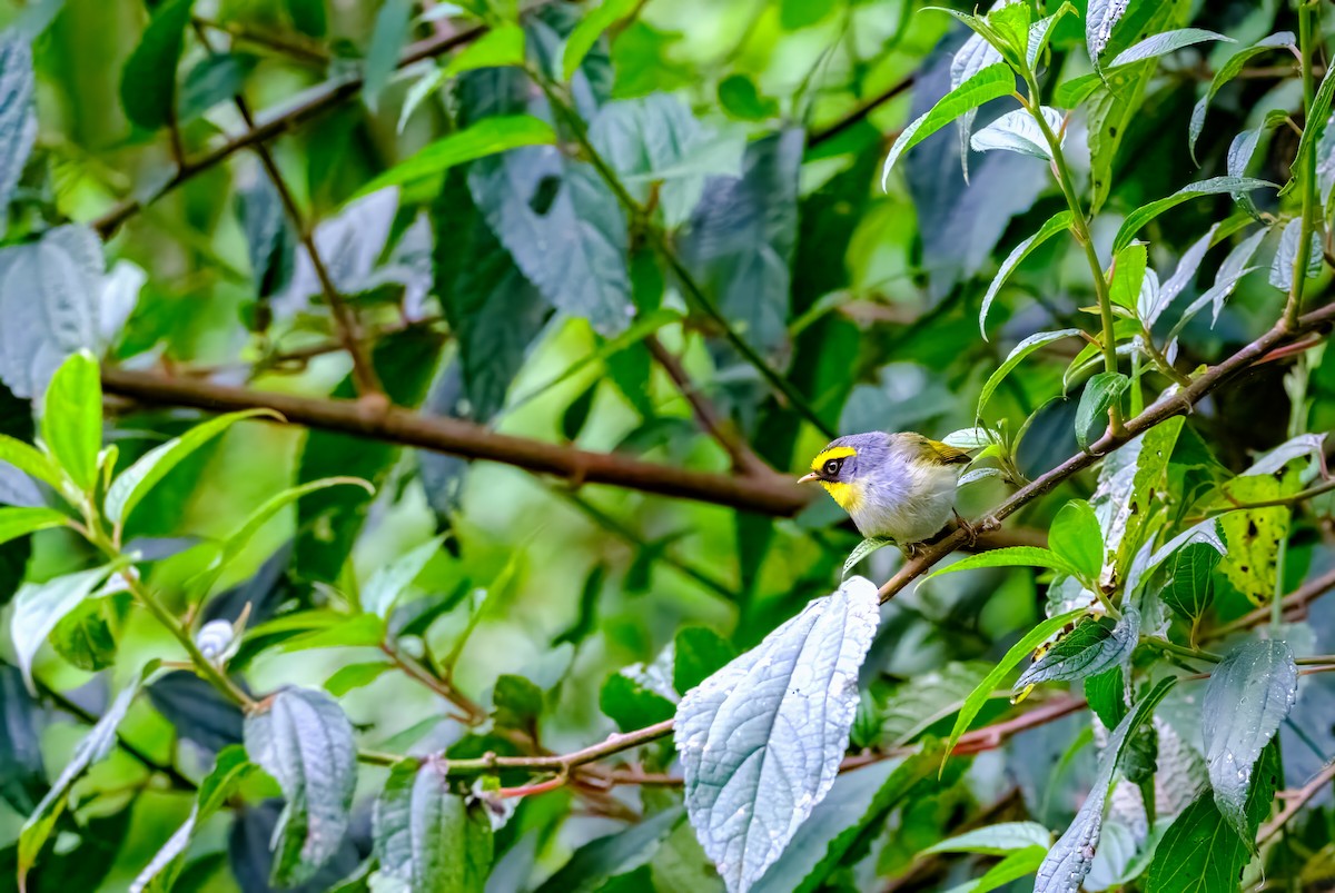 Black-faced Warbler - Nara Jayaraman