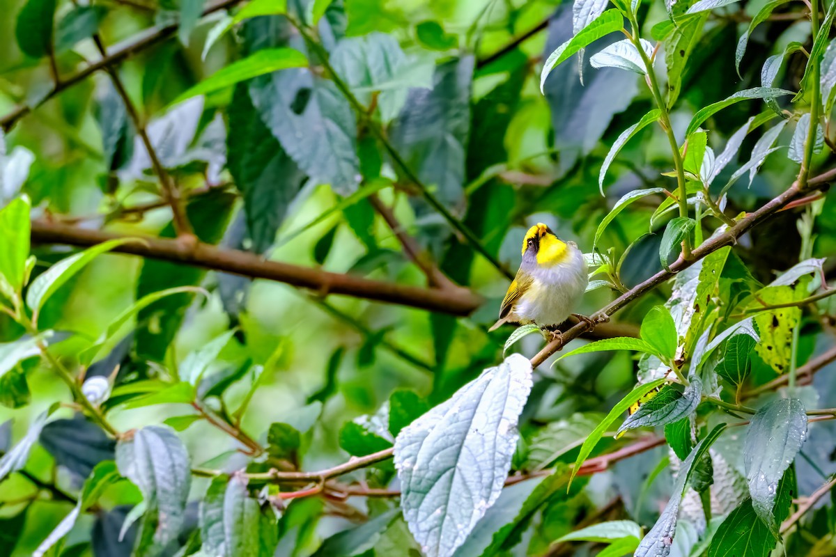 Black-faced Warbler - Nara Jayaraman