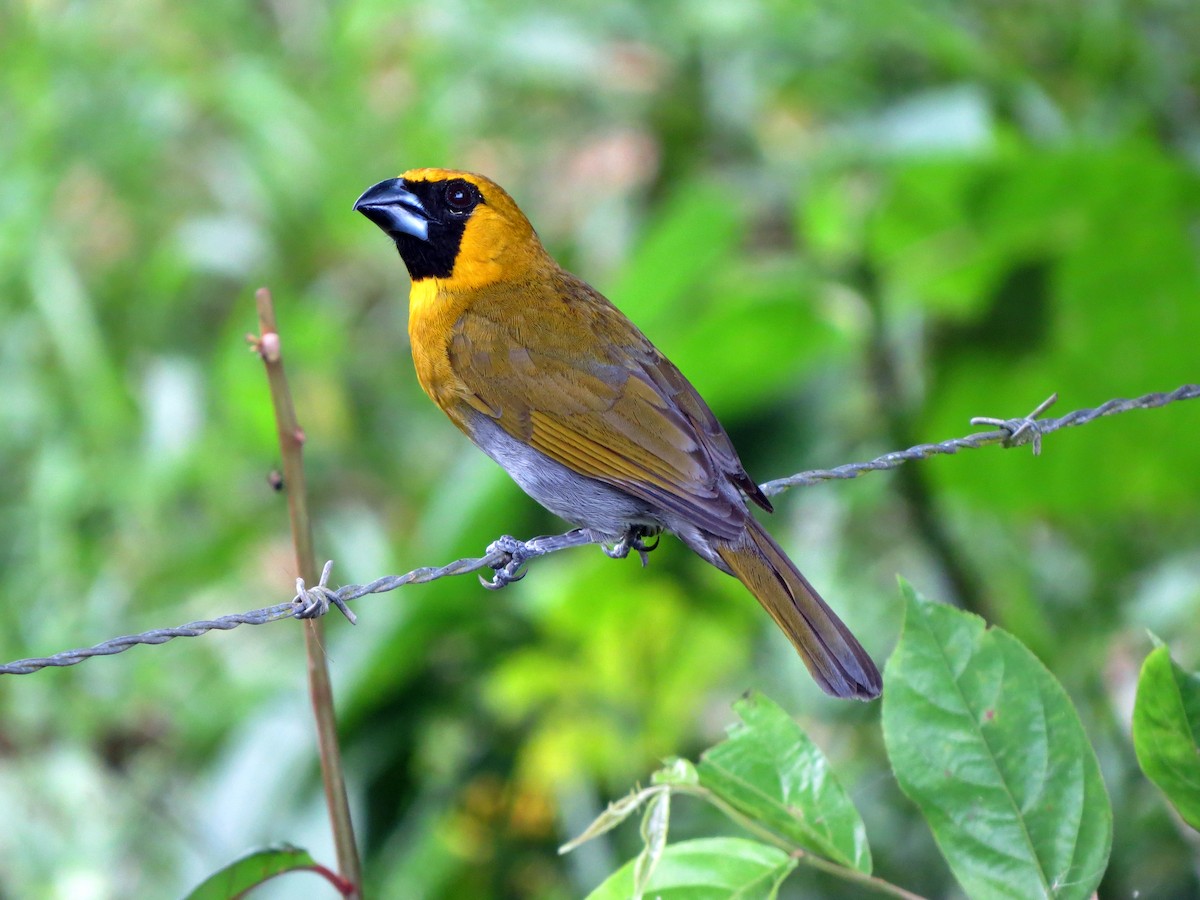 Black-faced Grosbeak - Daniel Matamoros