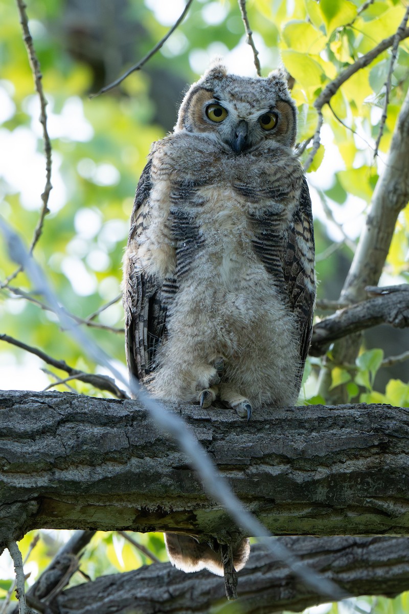 Great Horned Owl - Anne Craig