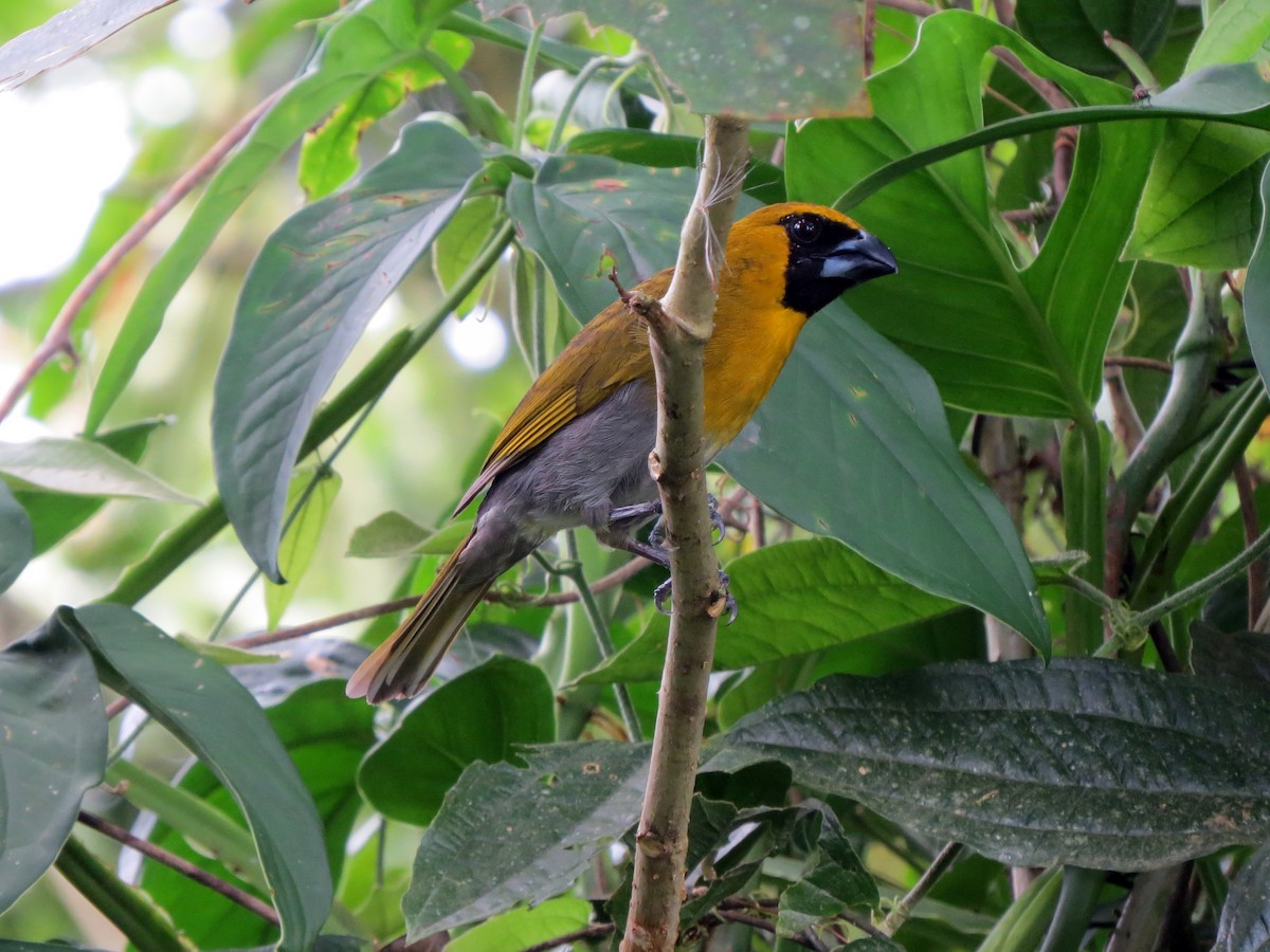 Black-faced Grosbeak - Daniel Matamoros