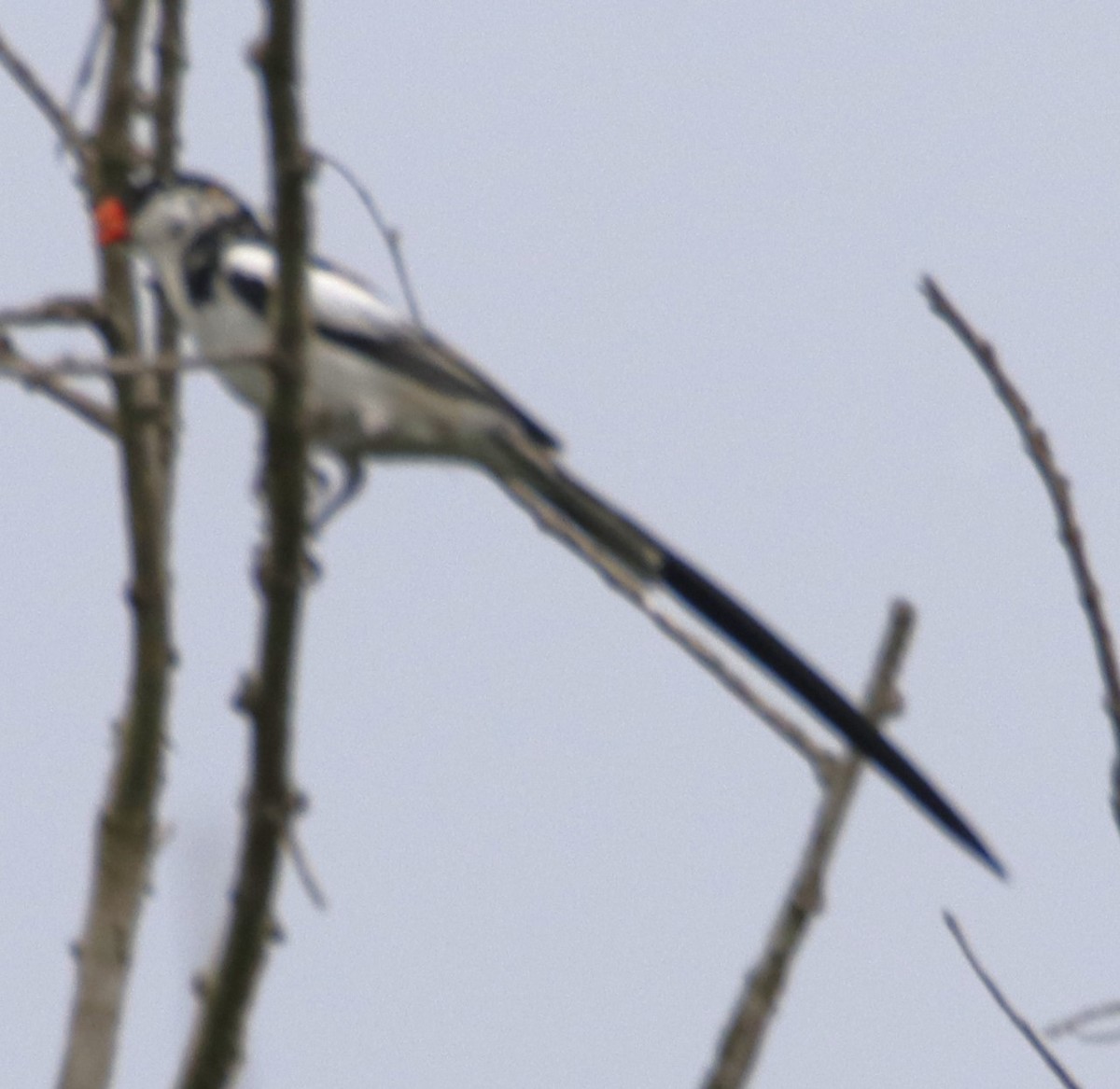 Pin-tailed Whydah - Barry Spolter