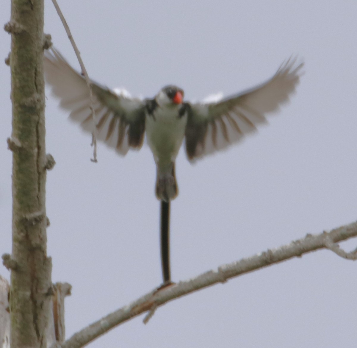 Pin-tailed Whydah - Barry Spolter