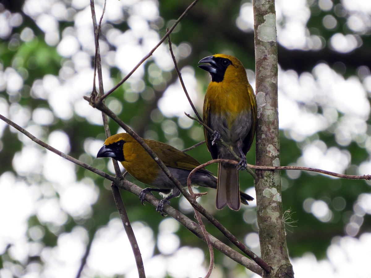 Black-faced Grosbeak - Daniel Matamoros