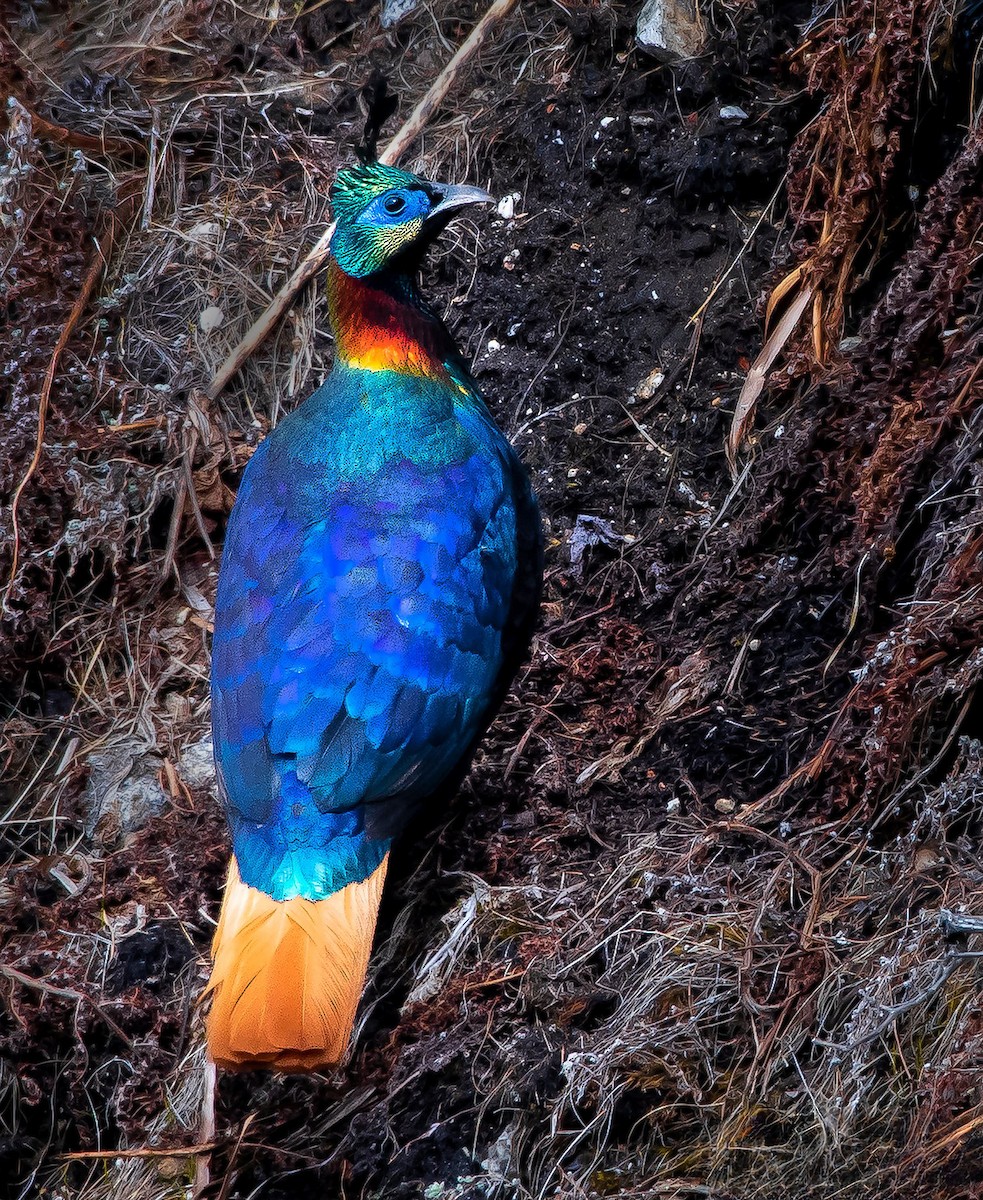 Himalayan Monal - ML619162566