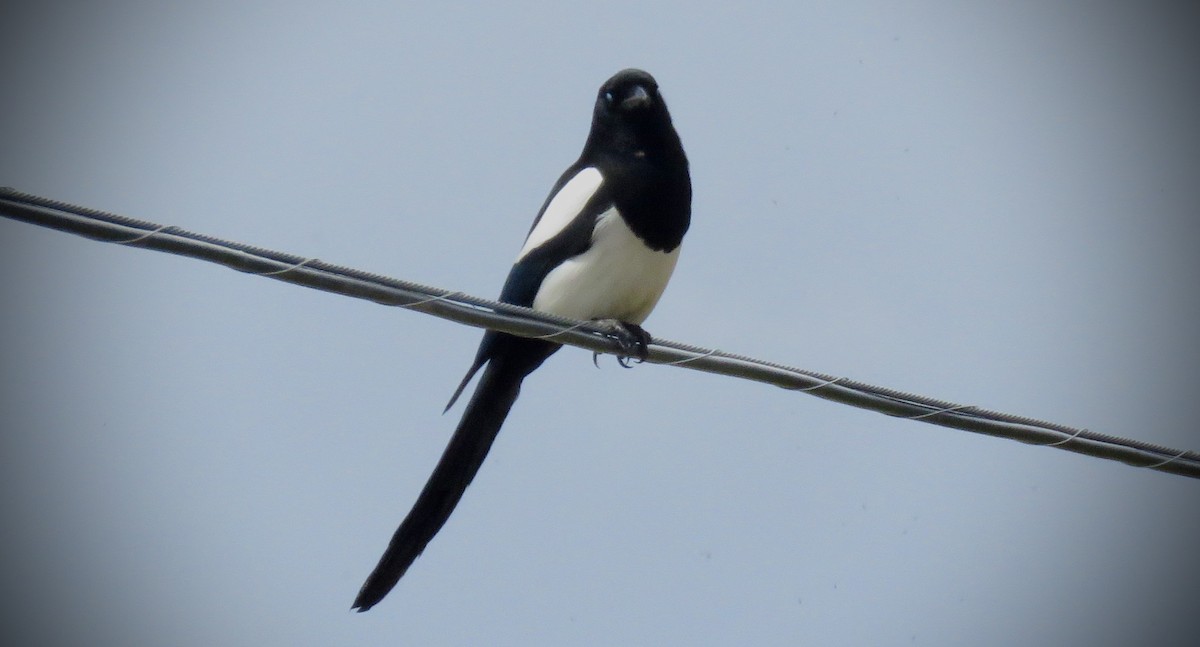 Black-billed Magpie - Jim Crumpler