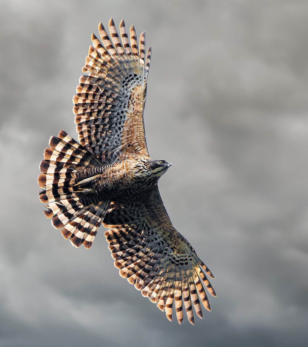 Mountain Hawk-Eagle - Rahul Chakraborty