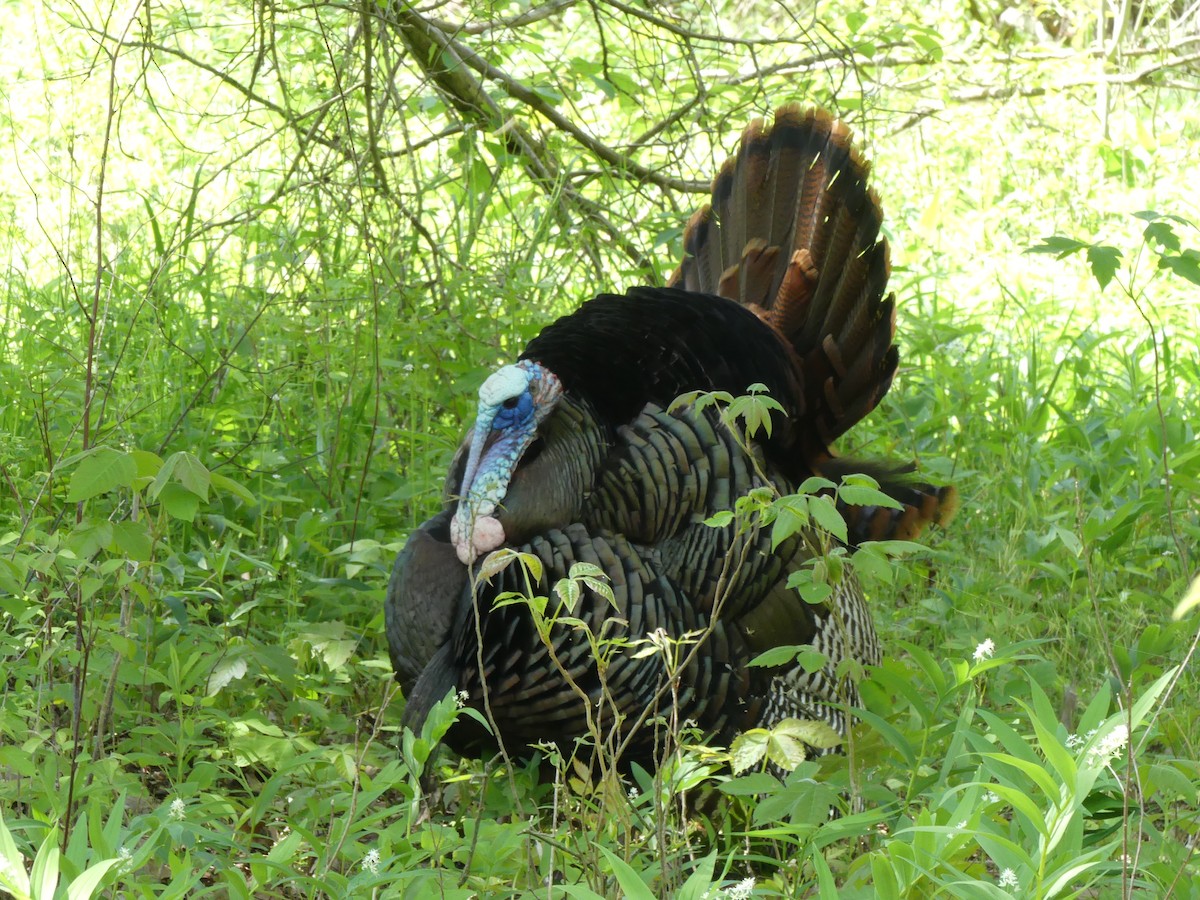 Wild Turkey - ML619162587