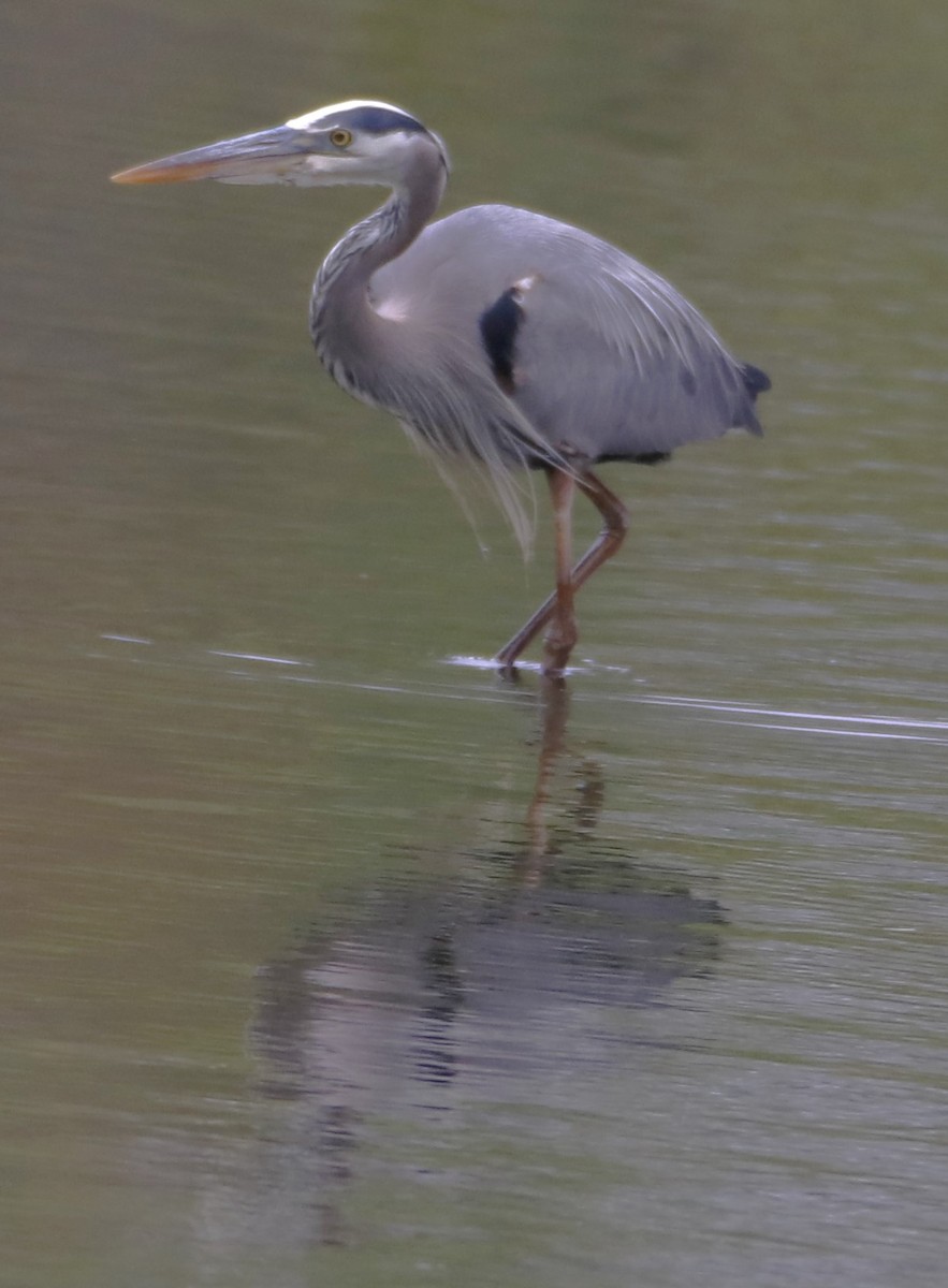 Great Blue Heron - Barry Spolter