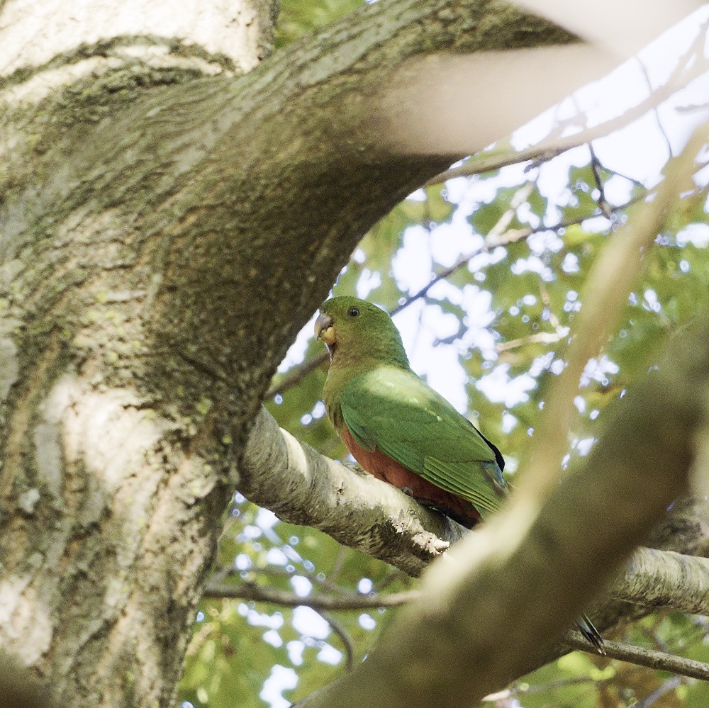 Australian King-Parrot - Thomas Jaeger