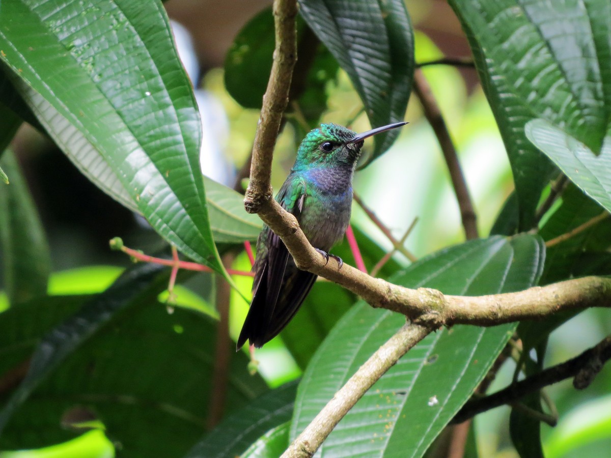 Blue-chested Hummingbird - Daniel Matamoros