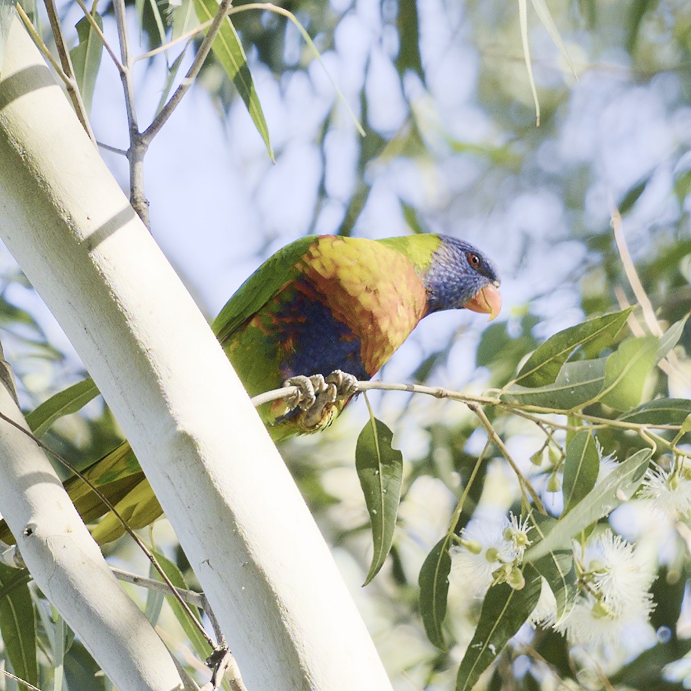 Rainbow Lorikeet - Thomas Jaeger