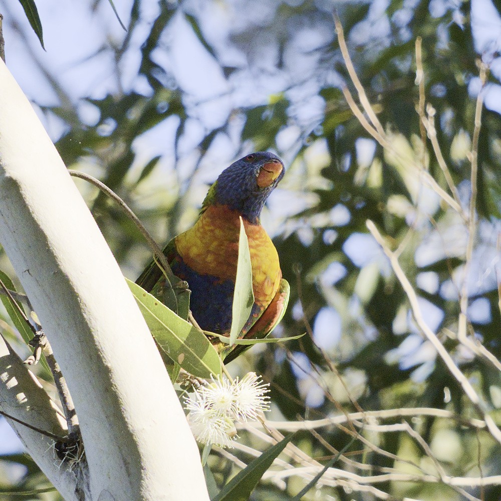 Rainbow Lorikeet - Thomas Jaeger