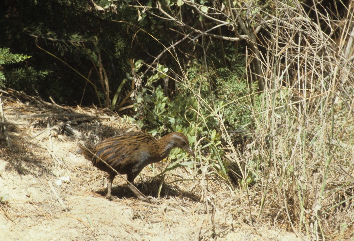 chřástal weka - ML619162657