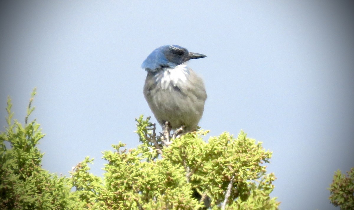 Woodhouse's Scrub-Jay - ML619162663