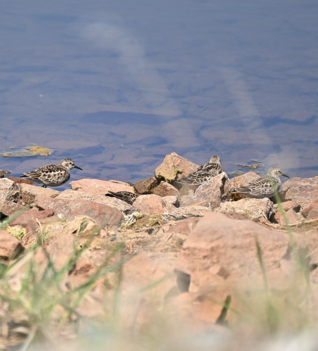 Least Sandpiper - ML619162672