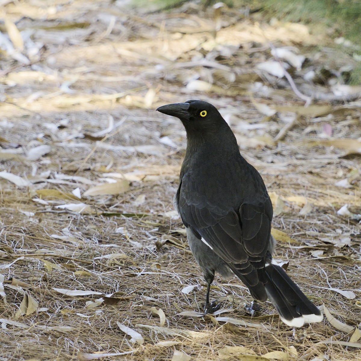 Pied Currawong - Thomas Jaeger