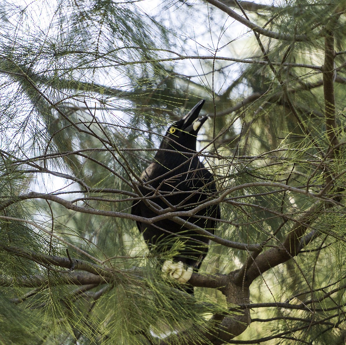 Pied Currawong - ML619162681