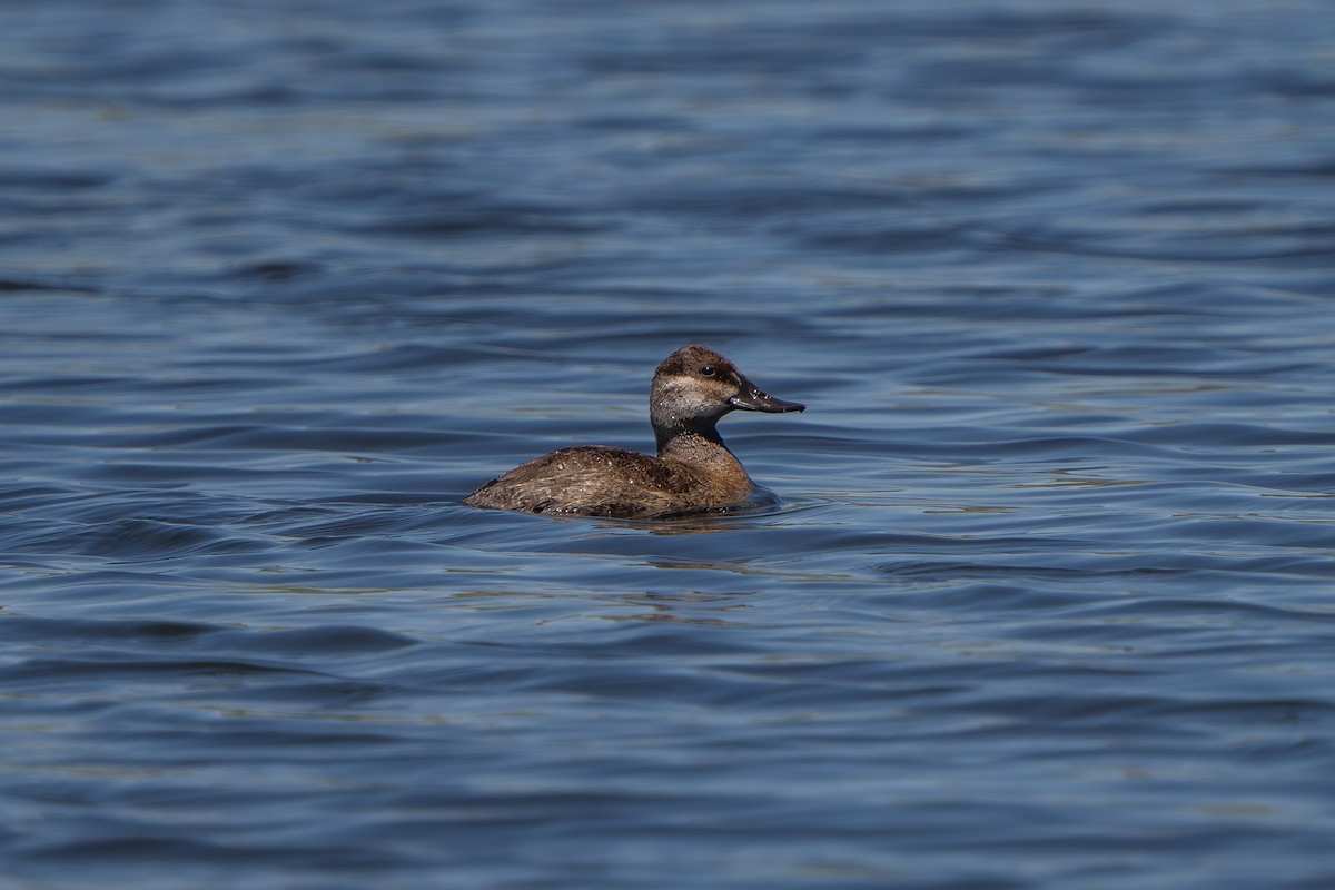 Ruddy Duck - Robert Raker