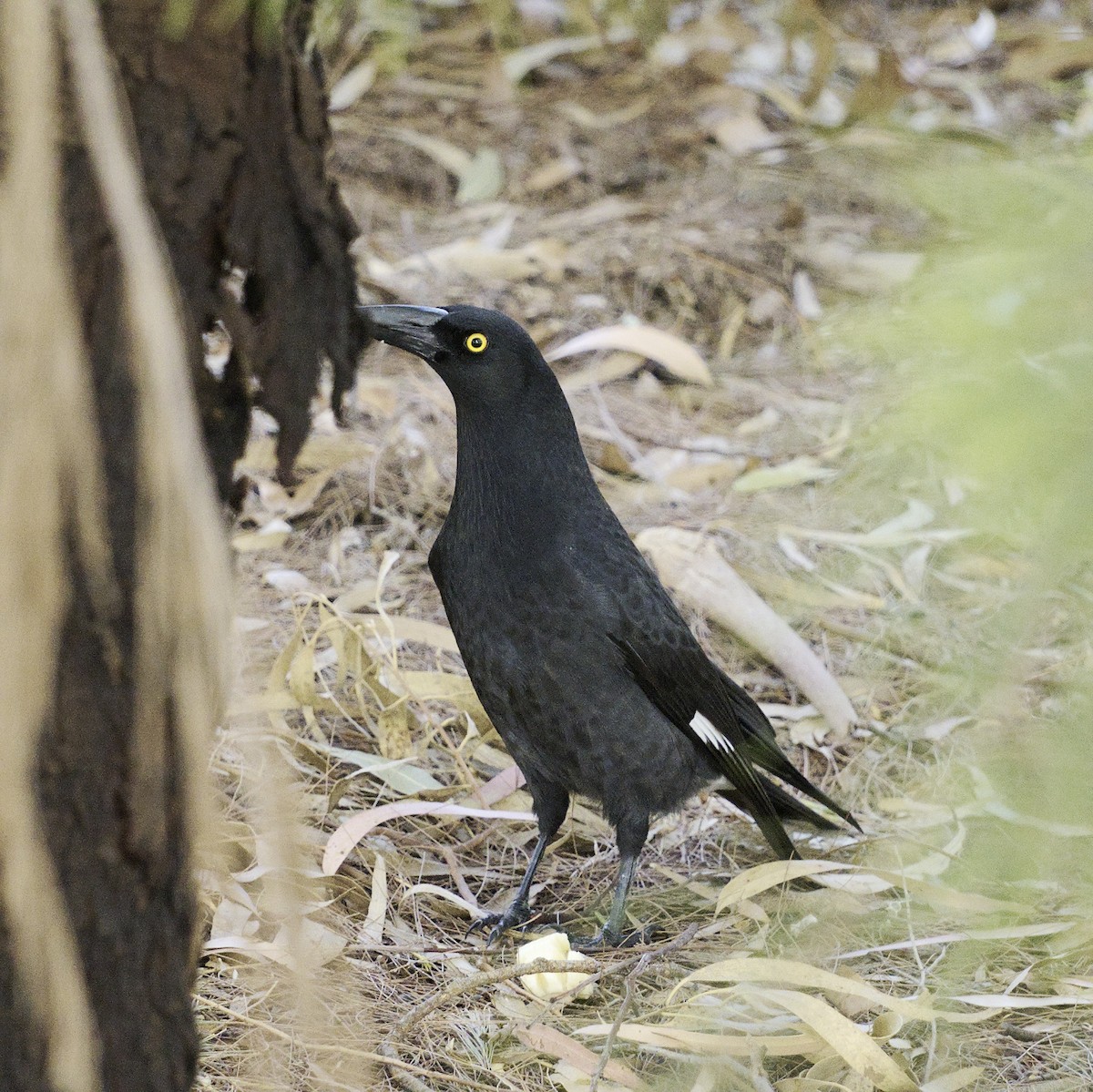 Pied Currawong - Thomas Jaeger