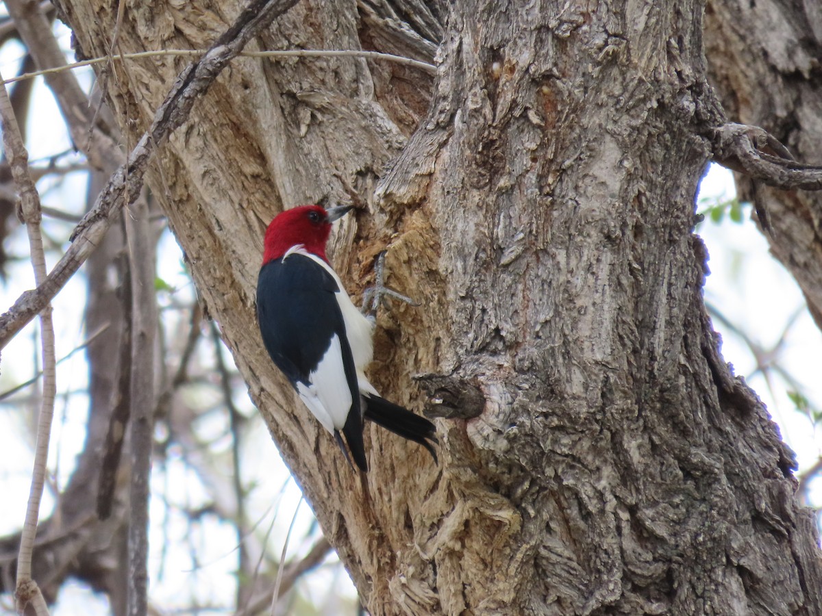 Red-headed Woodpecker - Charles Seniawski
